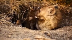 Жизнь в пустыни. Сахара.  Документальный фильм о животных ( 4К )