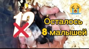 Погибло 4 малыша. Теперь их 8. Малышам 9 дней.