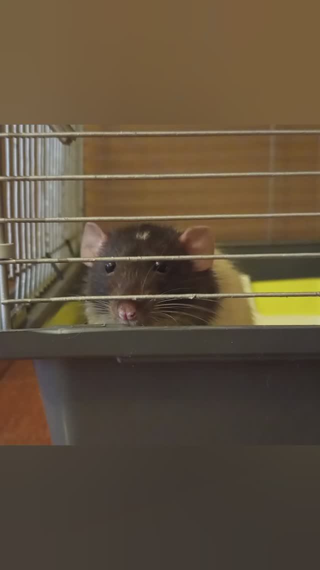 #животные #грызуны #крысы