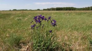 Луговые цветы. Ирис Сибирский.