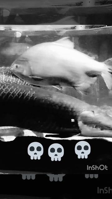 Жители океанариума в Таиланде Город Bangkok