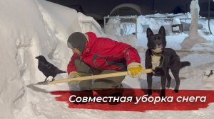Снегом завалило! Ворон и собака в помощь!
