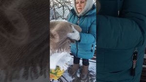 89507716355 Новинка! Пуховые палантины цвета капучино и белоснежного. Большого размера. Ласковые