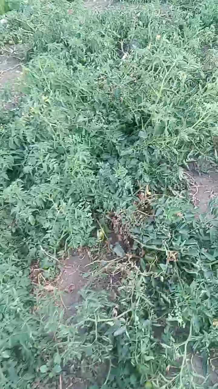 Всем привет, а мы продолжаем сбор урожая помидор!!! Мама дорогая как же их много 😱😱😱.