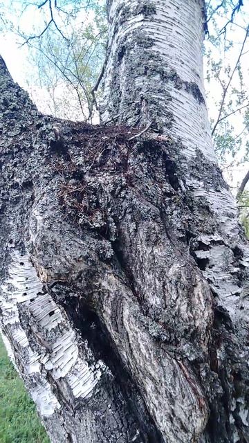 ✔Двухэтажный🌿 муравейник🐜✔