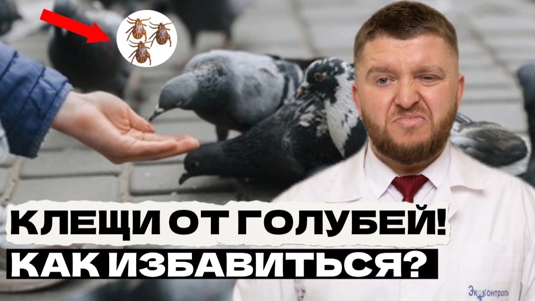 Обработка квартиры от клещей за 30 минут