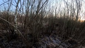 Охота на кабана.