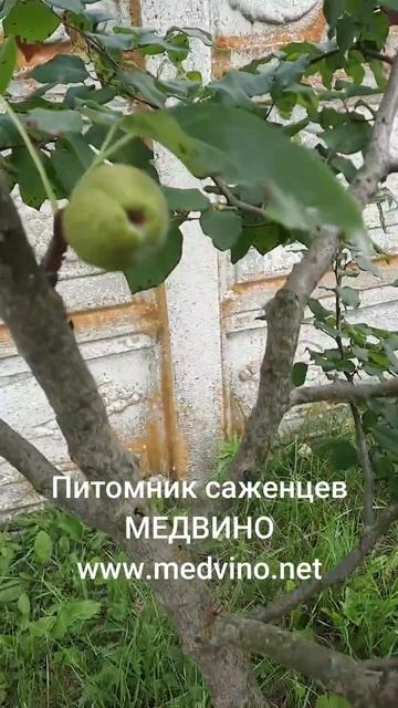 Окулировка в крону смотреть онлайн