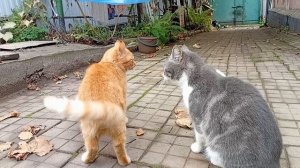 КОТЫ ПОБЕЖАЛИ