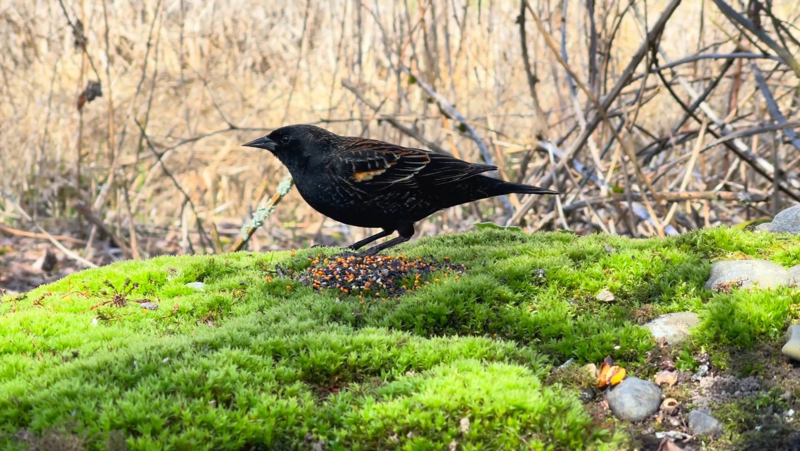 Симфония природы: Путь к гармонии - Комната камертона #1 смотреть онлайн