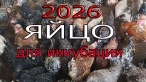 Инкубационное яйцо 2026