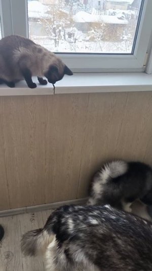 Кошковые оралы