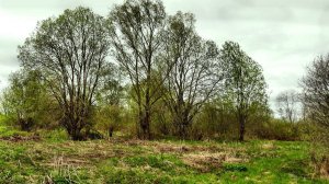 Начало мая. Зелень скрывает старую сухую траву.