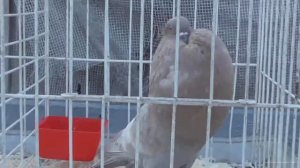 Ярмарка голубей .Бронницы.13 августа 2023 года