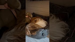 Угадай, что видит пёс во сне: прямая трансляция