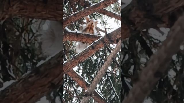 ЗИМНЯЯ СКАЗКА смотреть онлайн