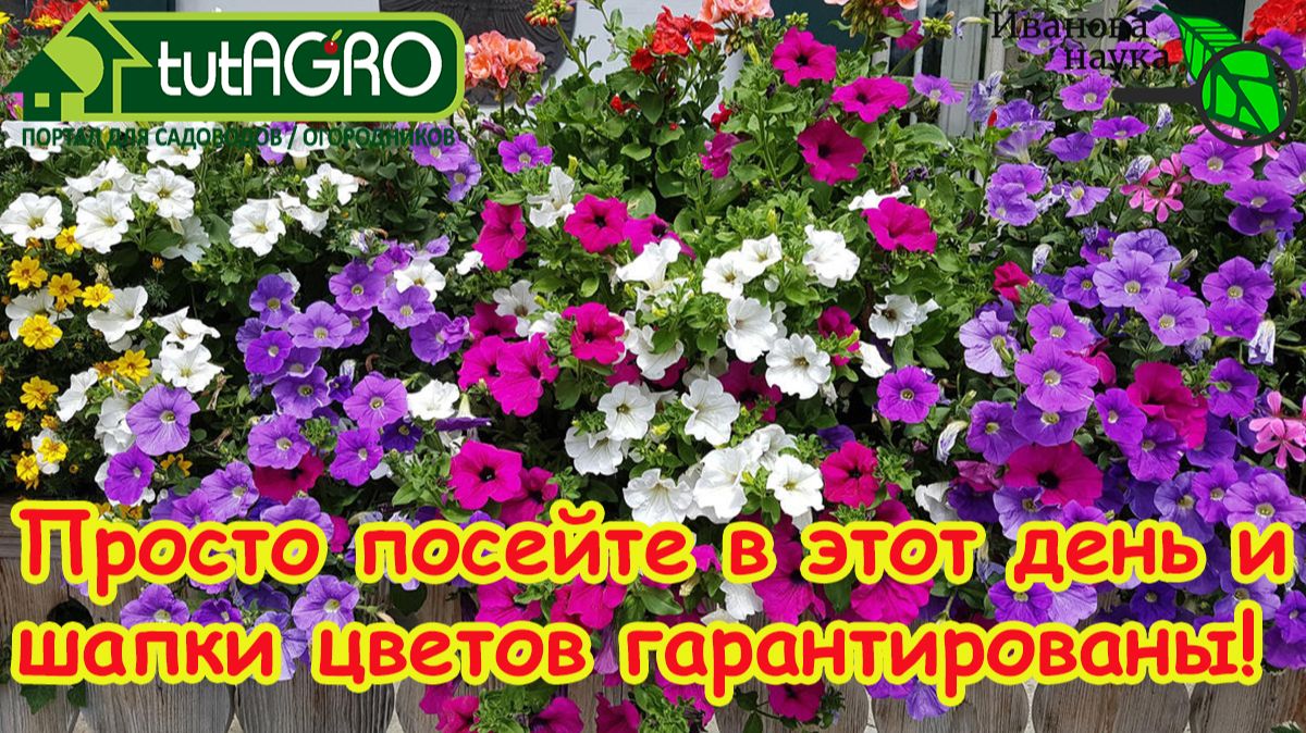 ПОСЕВ ПЕТУНИИ: 100% всхожесть! Как сеять петунию: простая подготовка. Петуния 2026: лучший посев. смотреть онлайн