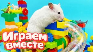 ЛАБИРИНТ С ЛОВУШКАМИ ДЛЯ УМНОГО ХОМЯКА 🐹 ВИДЕО ПРО ХОМЯКА ДЛЯ ДЕТЕЙ 🟠