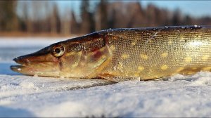 Как заставить щуку клевать в феврале? Рабочий алгоритм!
