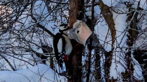 Зимовка в Избушке, где шалят зверюшки