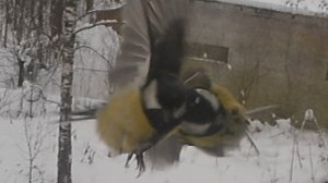 Синицы попали в ДТП, вызываем Снегиря