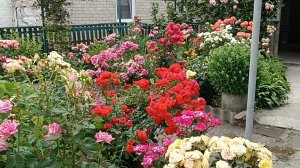 Яркое лето 2025г.