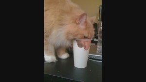 доми шоу приколы когда лето?