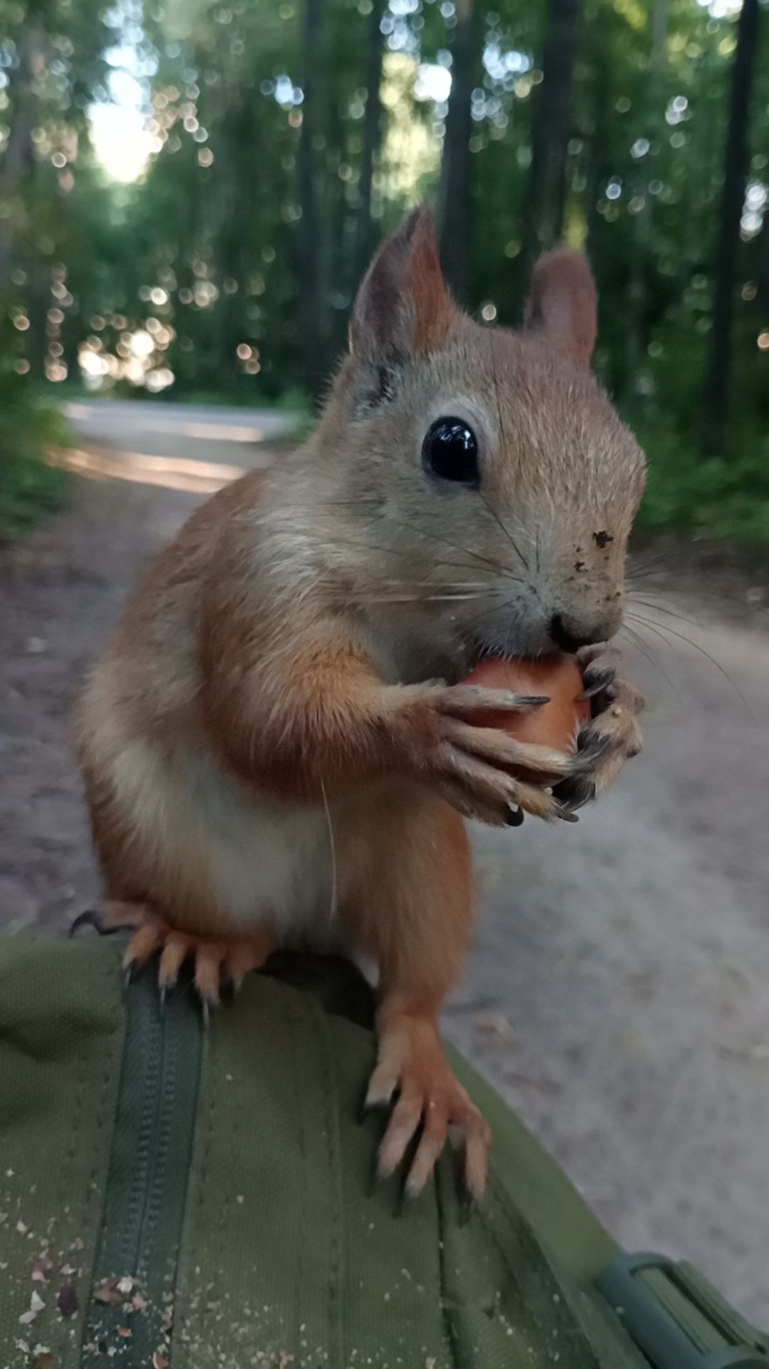 Как белка вскрывает орех. Август 2023 смотреть онлайн