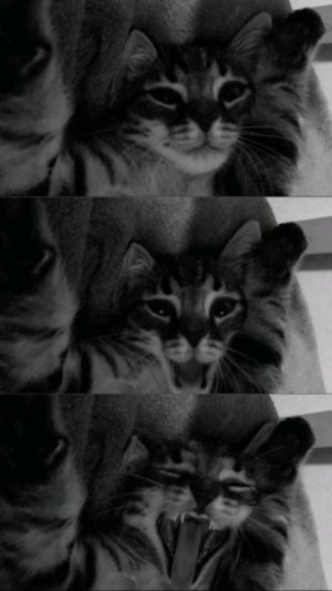 Хз чо писать