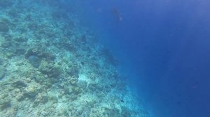 Подводный мир многообразен