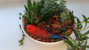 Мои суккуленты три месяца спустя