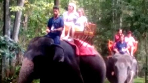 Катание на слонах