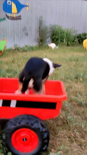 Собака прибыла на повозке трактора.