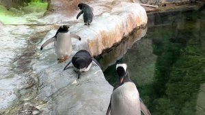 Ледяное царство пингвинов в Московском зоопарке