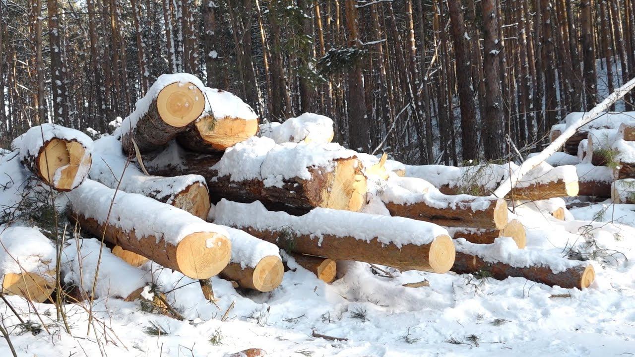 Рубка леса в районе АБ будет продолжена несмотря на протесты бийчан (05.02.26г.,Бийское телевидение) смотреть онлайн