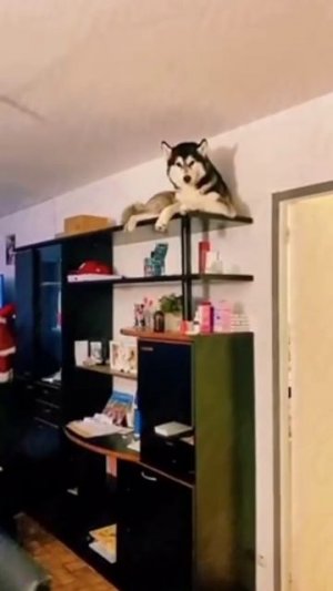 А у тебя собака или кот😂