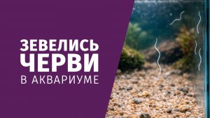 Завелись черви в аквариуме