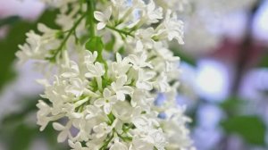 Зима в оазисе. Как спасали белгородскую сирень в блэкаут