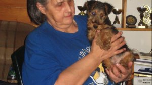 Вельш терьер и человек=одна семья