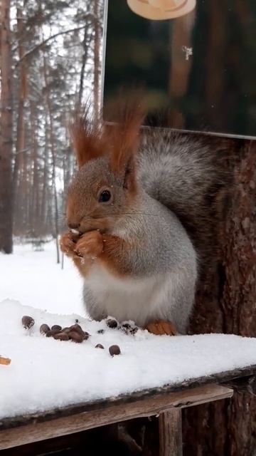 и снова белочки