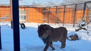 Ну, где же ты, моя Киара? Стихи о Шерхане от Ольги.