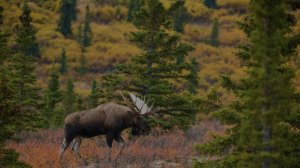 Таежные истории