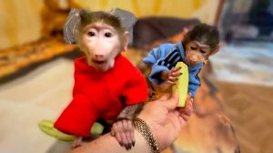 С праздником 9 Мая! У Мани БОЛЬШОЕ ДОСТИЖЕНИЕ, она свободно забирается на верхние полки вольера!