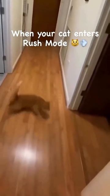 Мяу драйв. смотреть онлайн