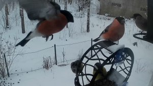 Вновь суета