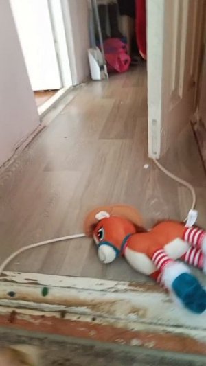 Пранк фейковой лапой!