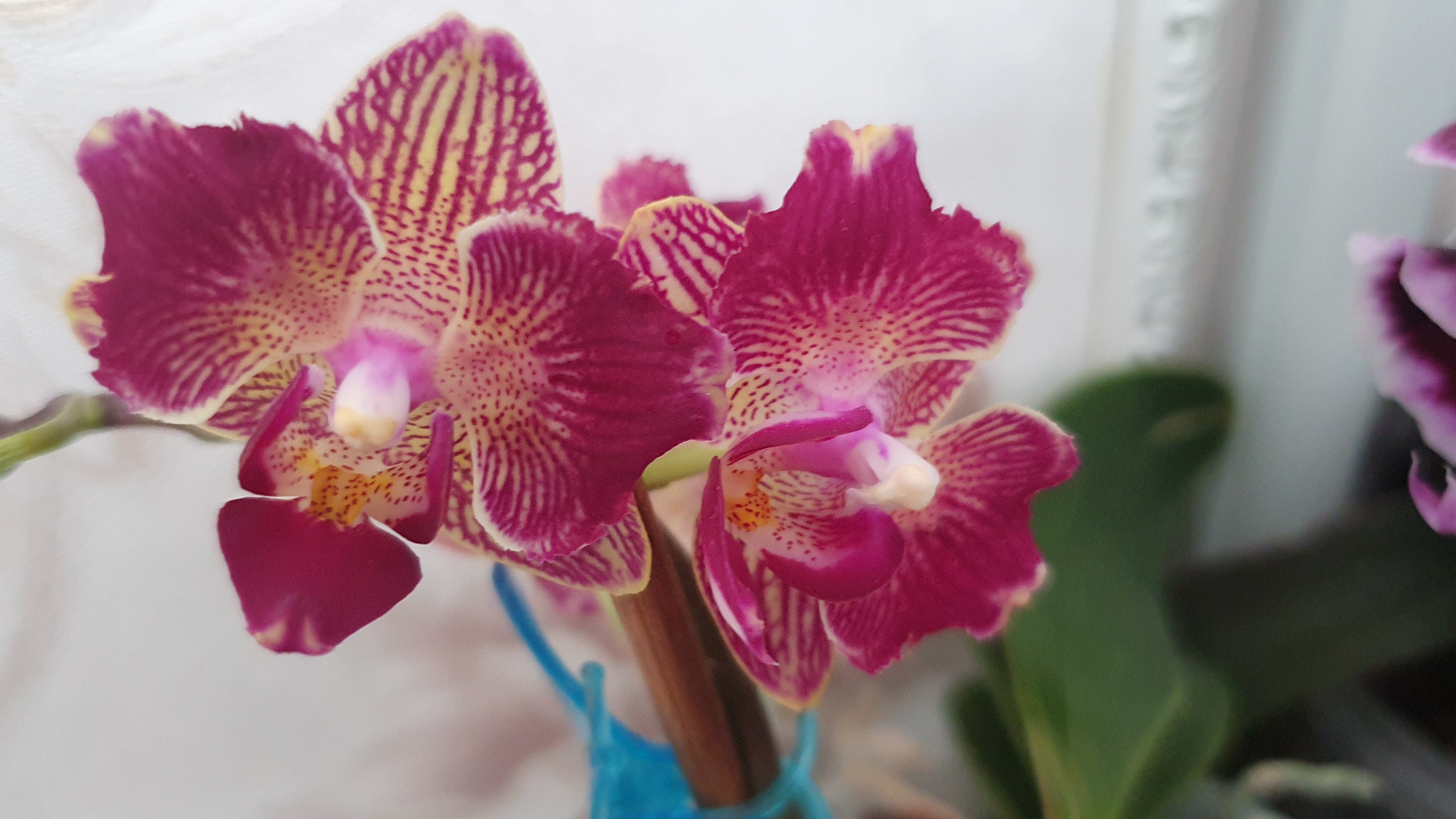 Цветение орхидей в феврале 2026г. смотреть онлайн