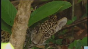 Животные. Конфликты в джунглях. ПЕРЕВОД. док.фильм