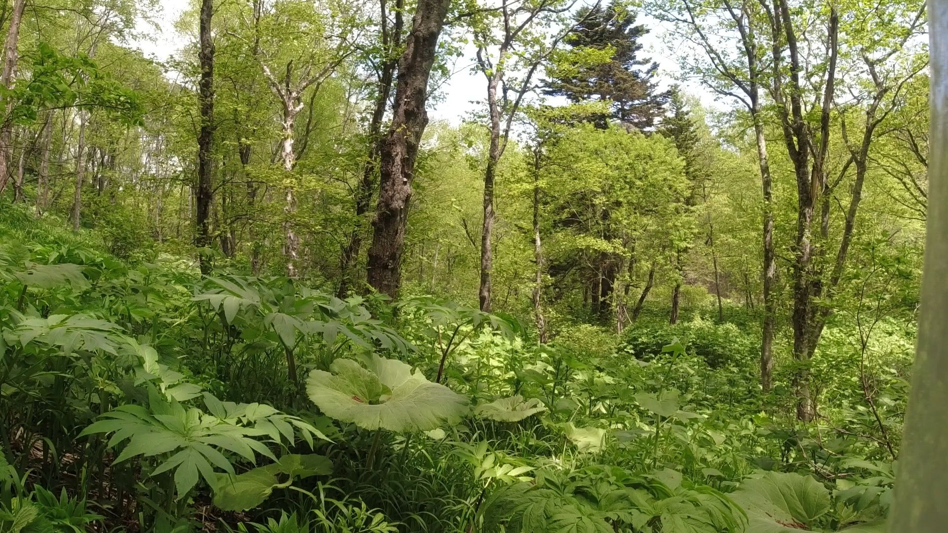 Летний поиск и сбор металла в зелёном раю металлиста смотреть онлайн