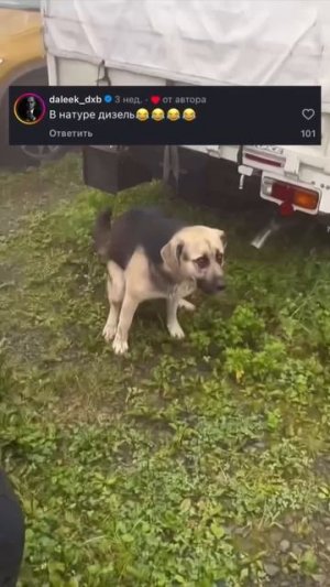 дал в отсечку 🤣🤣🤣